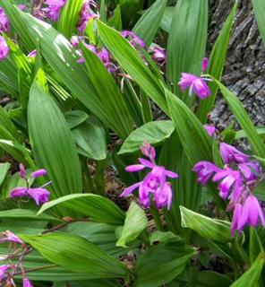 Bletilla Chinese Ground Orchid