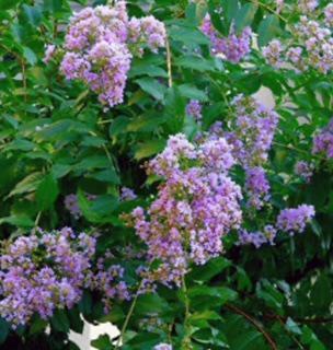 Crape Myrtle Muskogee