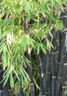 Bamboo Black Nigra * Non-Clumping