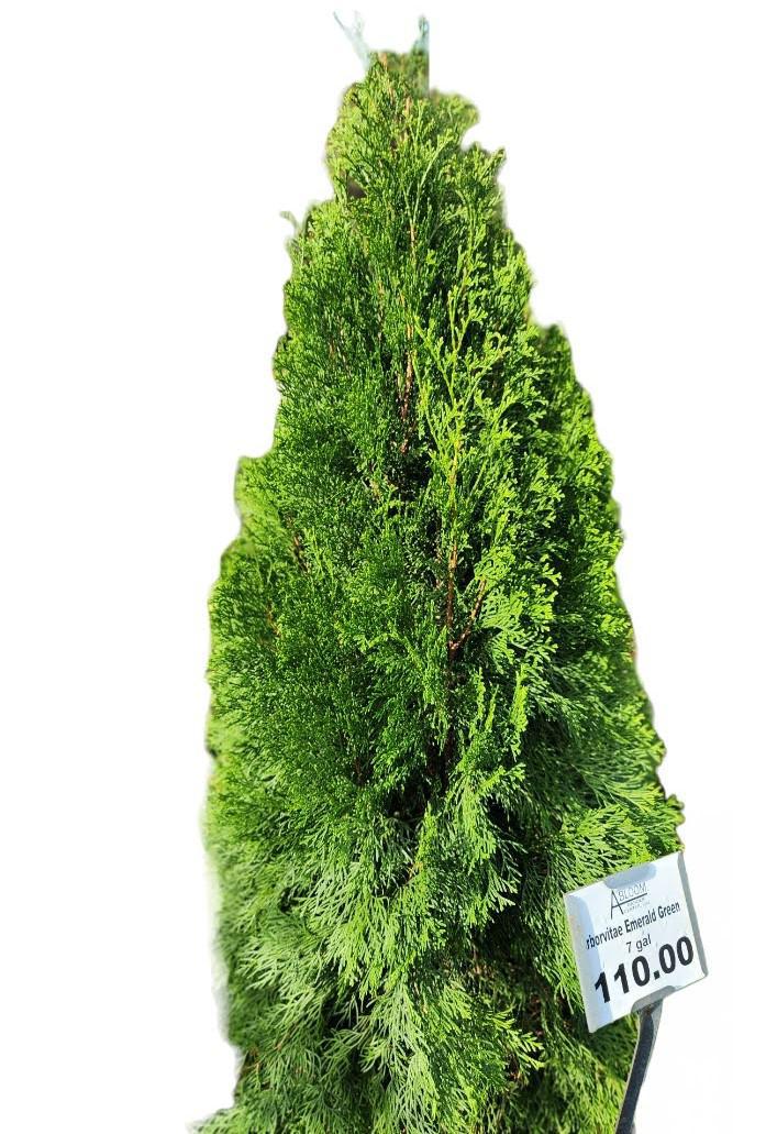 Arborvitae Emerald Green