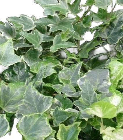 English Ivy