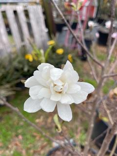 Japanese Magnolia Stellata Star