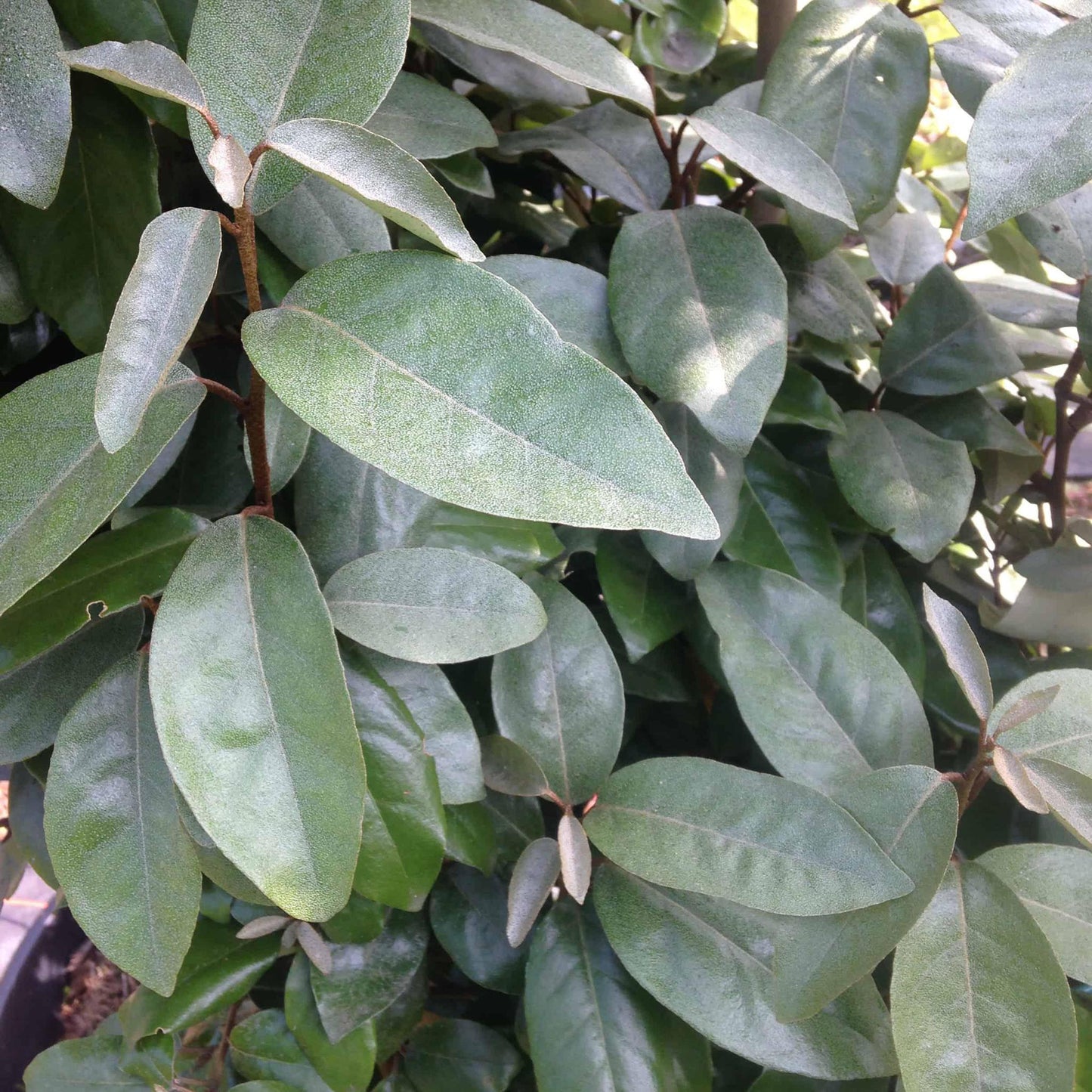 Elaeagnus ebbingei