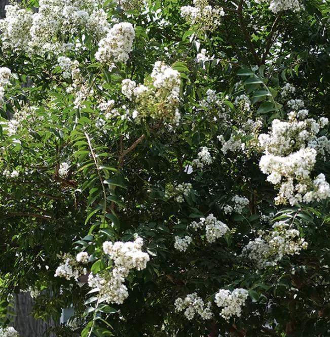 Crape Myrtle Acoma
