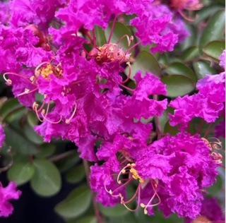 Crape Myrtle Velma's Royal Delight Purple