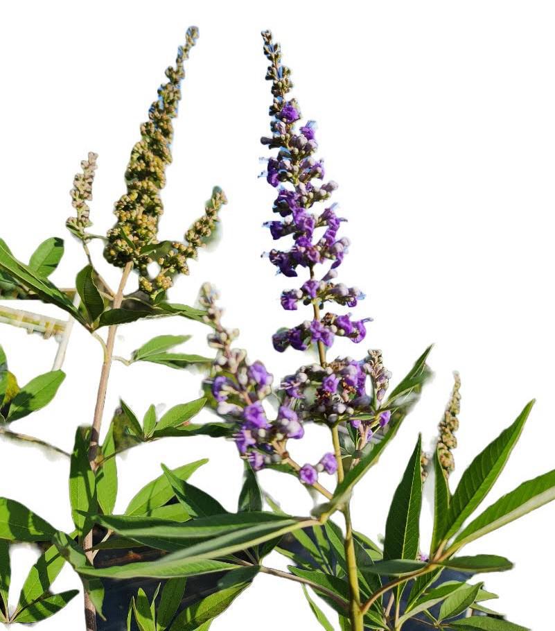 Vitex Chaste tree Shoal Creek blue