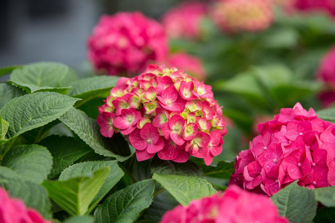 Endless Summer® Hydrangea Summer Crush®