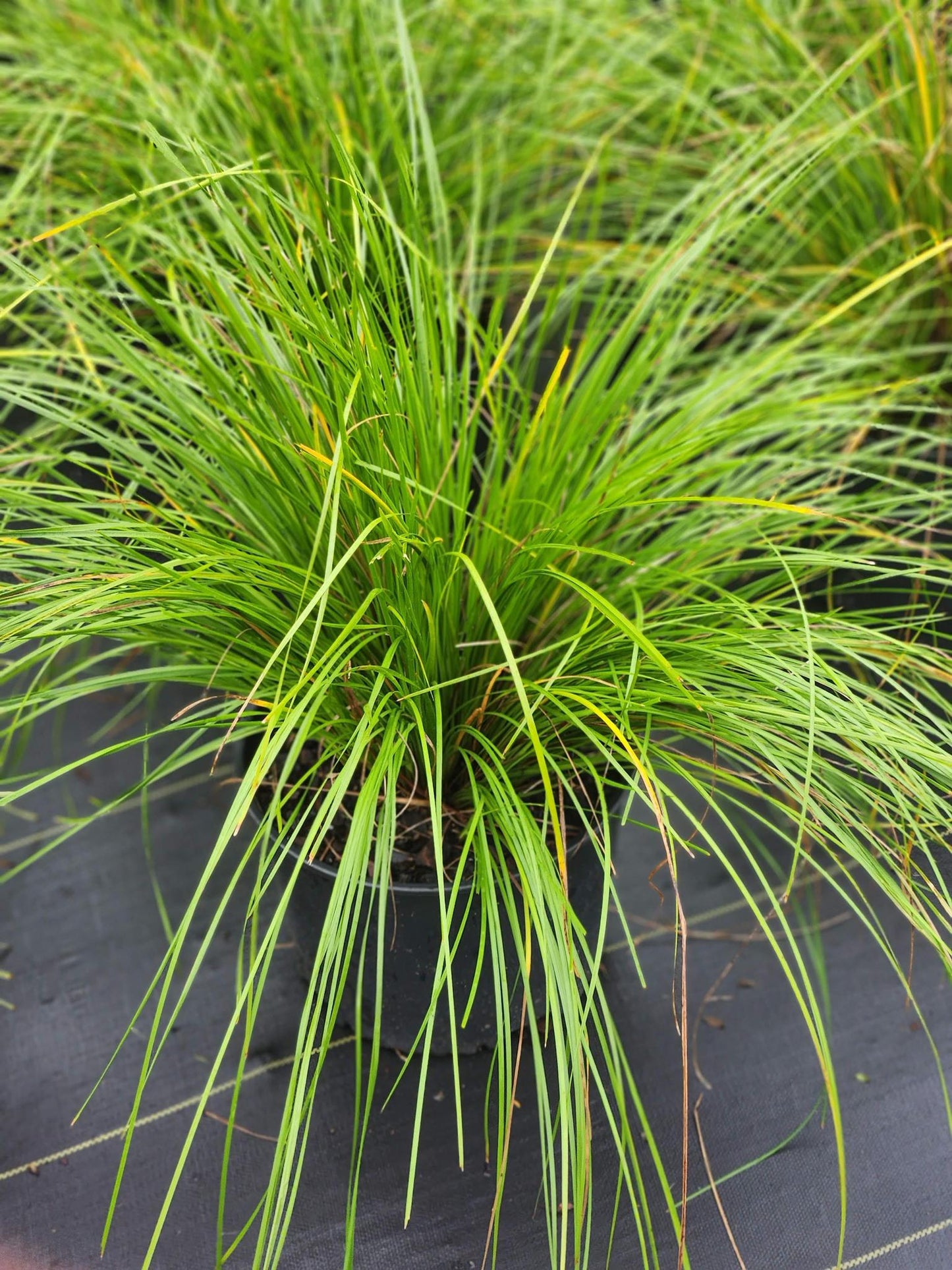 Lomandra Breeze Grass