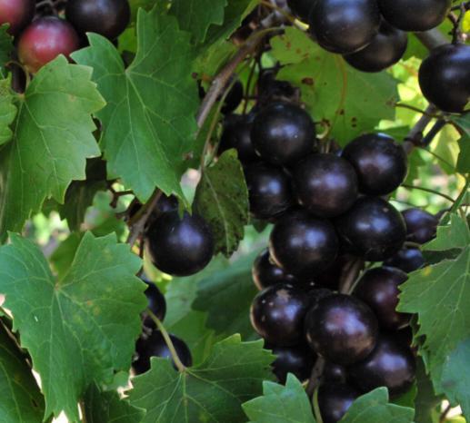 Muscadine 3 gal