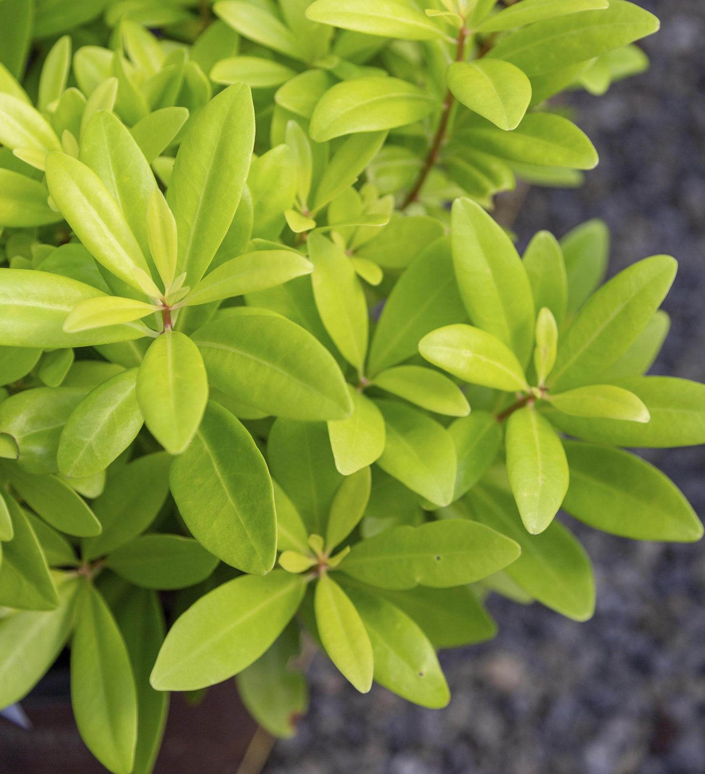 Southern Living Florida Sunshine illicium