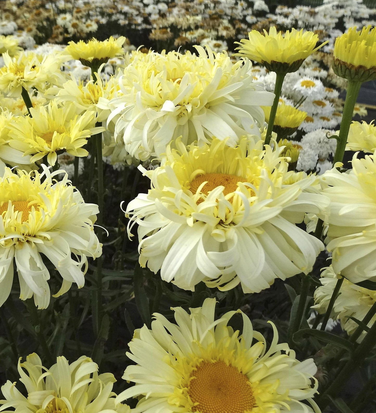 Southern Living Leucanthemum REALFLOR®