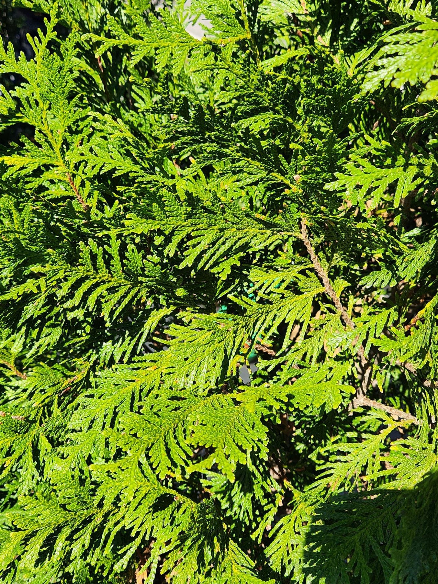 Arborvitae Green Giant