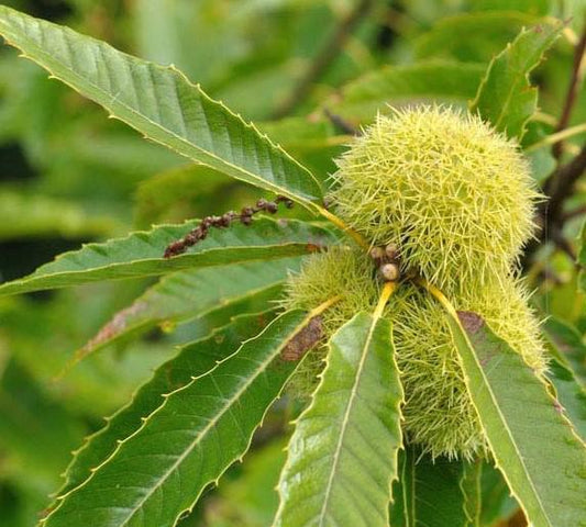 Chinese Chestnut Tree