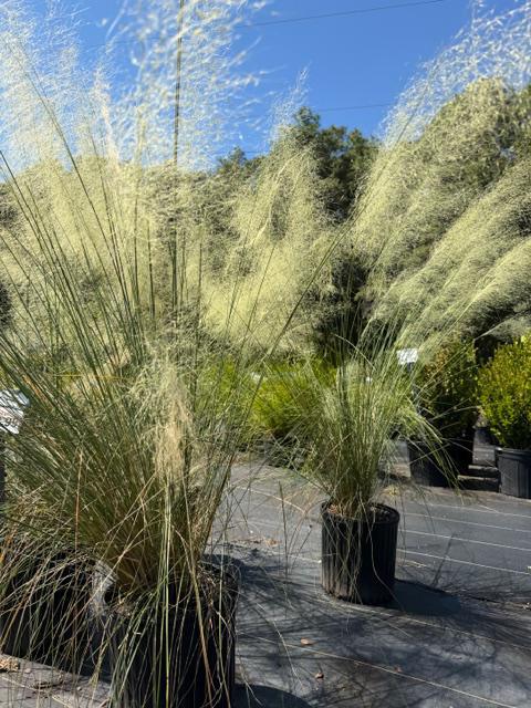 Muhly Grass White Cloud