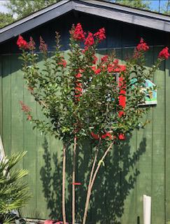 Crape Myrtle Miss Frances