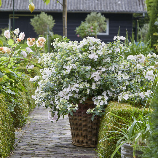 Fairytrail Bride™ Cascade Hydrangea