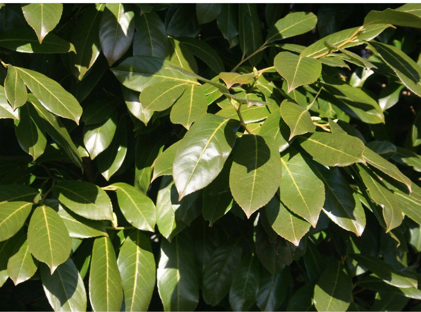 Cherry Laurel Tree