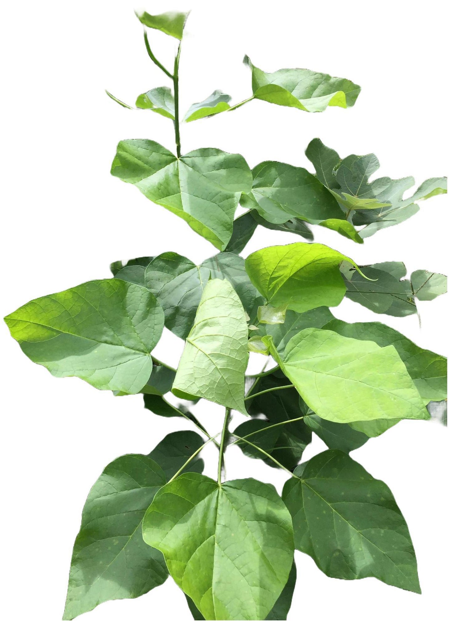 Catalpa Worm Tree