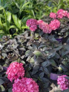 Hydrangea Mac. Eclipse ®