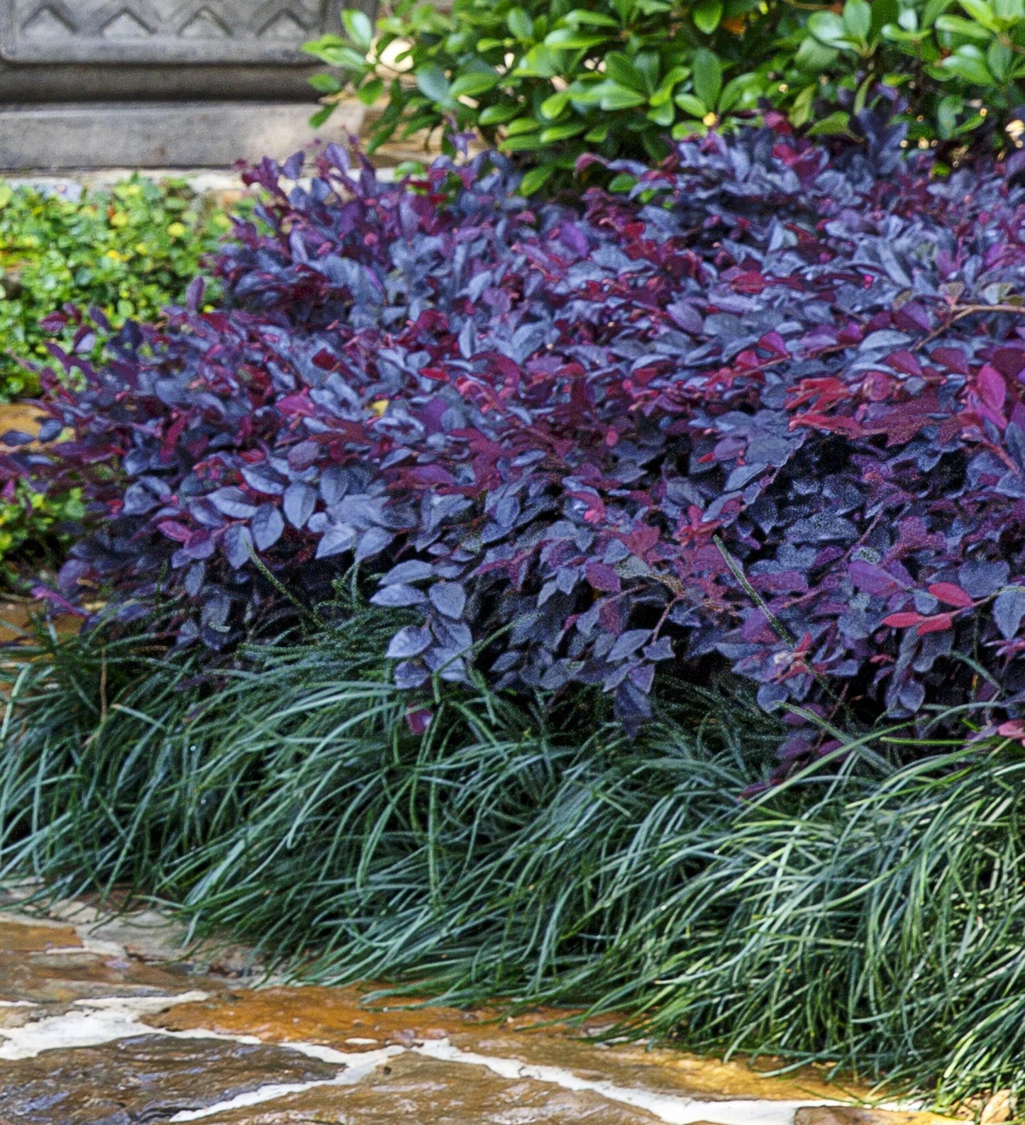 Southern Living Purple Daydream ® Dwarf Loropetalum