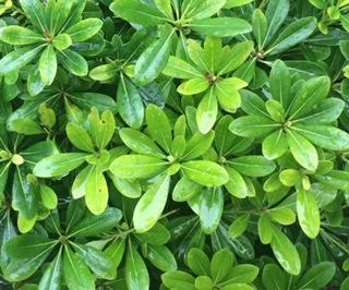 Pittosporum Wheeler's dwarf