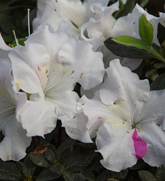 Azalea Encore Autumn Starlite ®