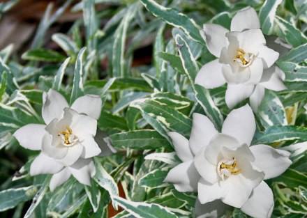 Gardenia Radicans Variegated