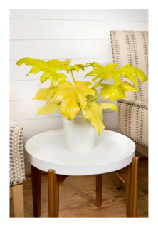 Leafjoy™ Philodendrons