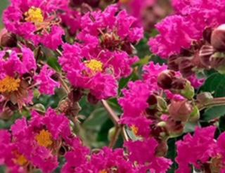 Crape Myrtle Tonto