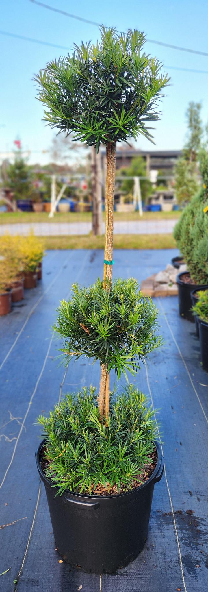 Japanese Yew Std 3 Ball