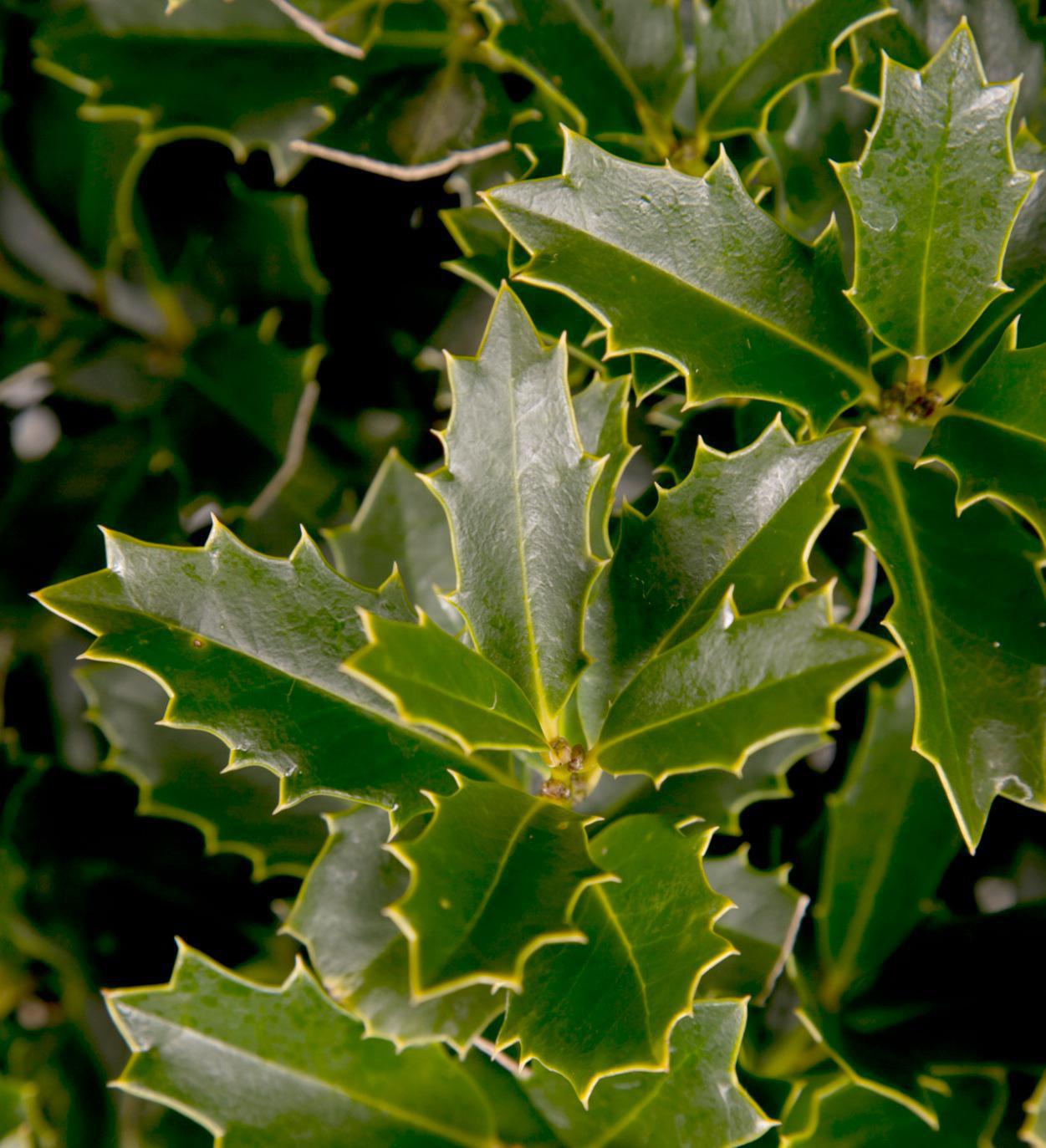 Southern Living Oakland® Holly