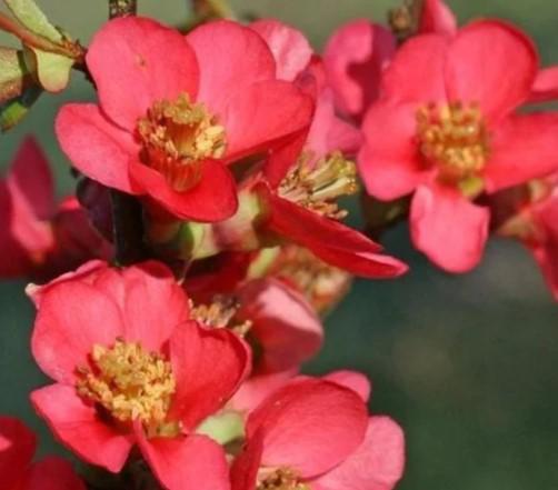 Flowering Quince Red