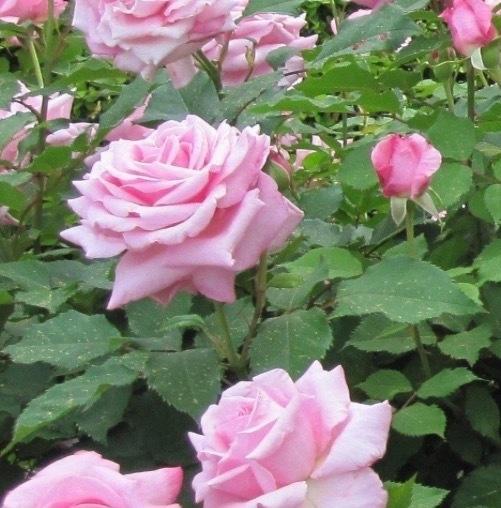 Rose Belinda's Dream