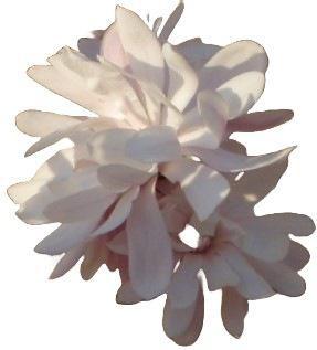 Magnolia Stellata Star