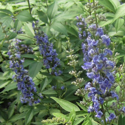 Proven Winners Dwarf Vitex Blue Diddley ® Chastetree