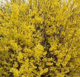 Forsythia Spectabilis