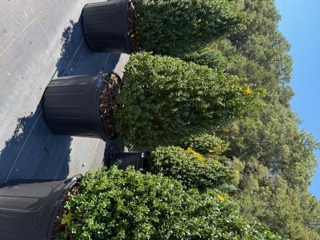 Steeds Holly Cone / Pyramid