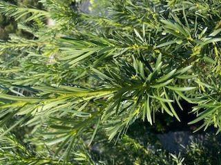 Japanese Yew