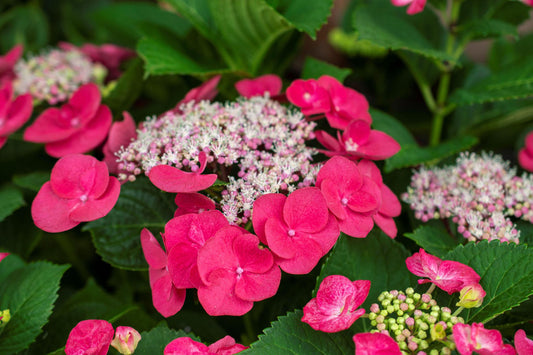 Cherry Explosion™ lace cap Hydrangea