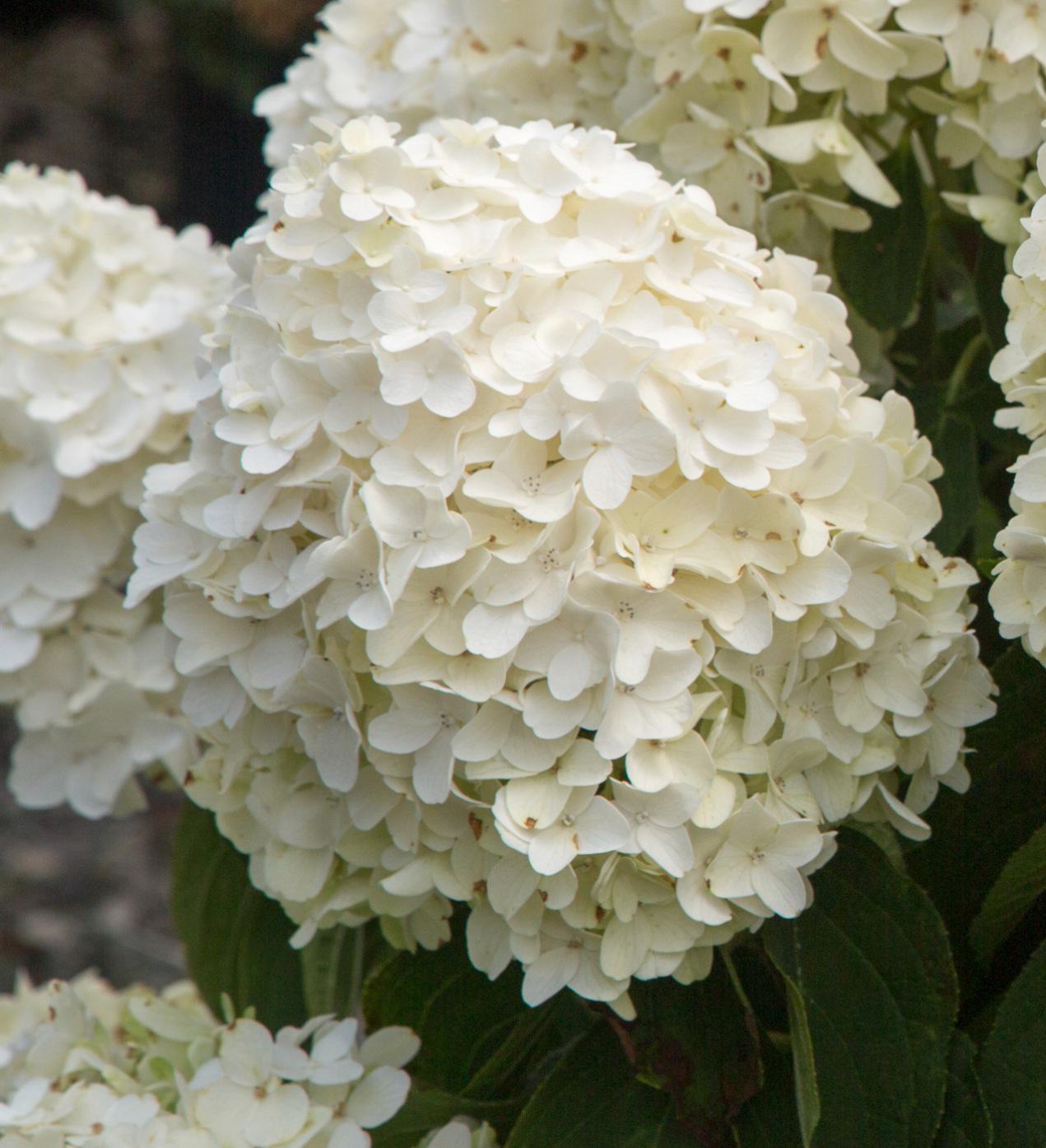 Southern Living White Wedding® Hydrangea