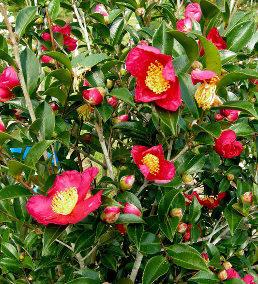 Southern Living Yuletide Camellia S.