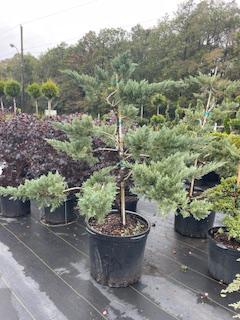 Parsoni juniper staked bonsai