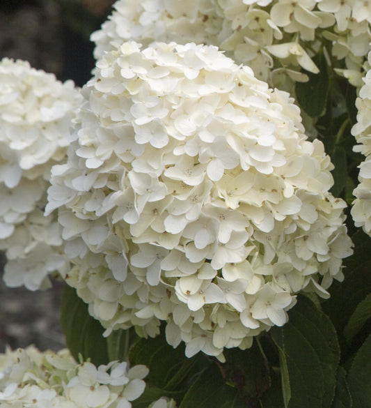 Southern Living White Wedding® Hydrangea