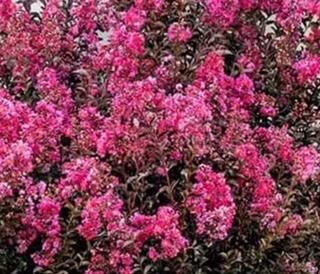 Crape Myrtle Delta Fusion™