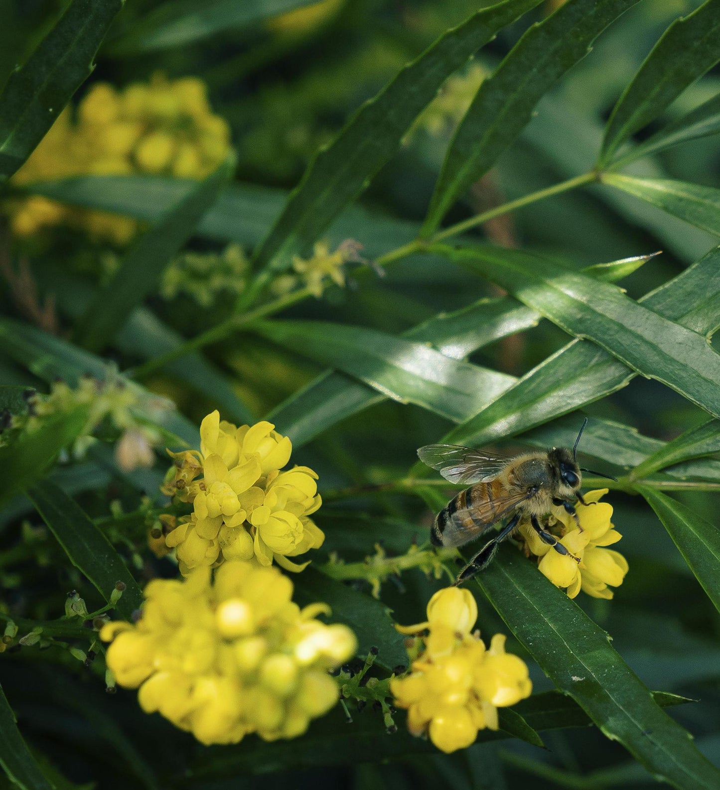 Southern Living Mahonia Soft Caress