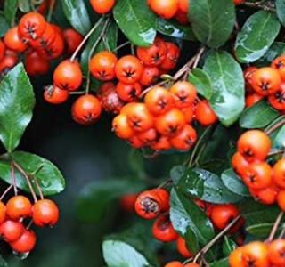 Firethorn Pyracantha Orange