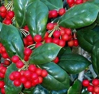 Burford Holly