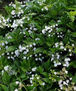 Hydrangea Macrophylla Fuji Waterfall