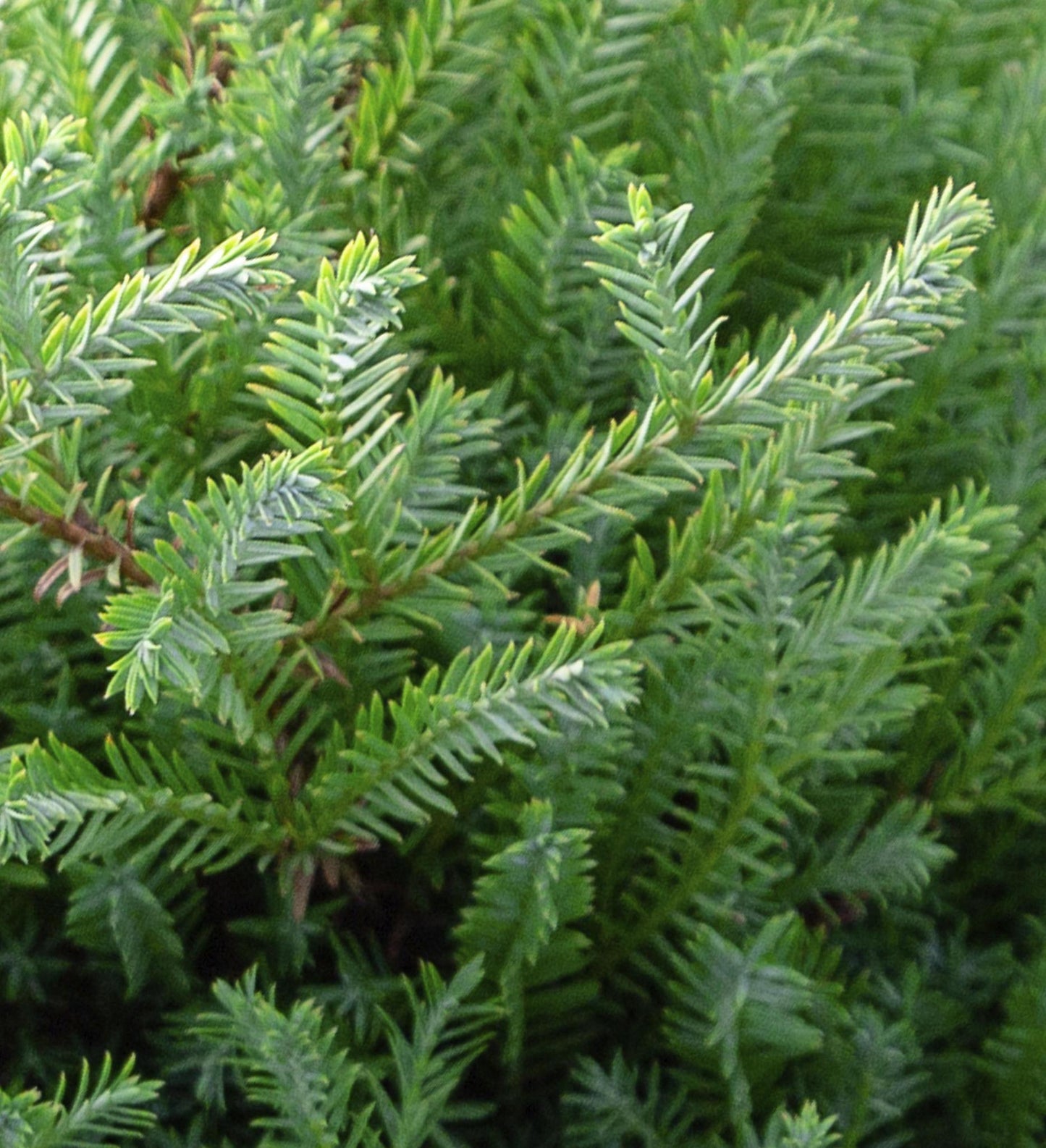 Southern Living Pancake™ Arborvitae