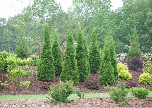 Arborvitae North Pole